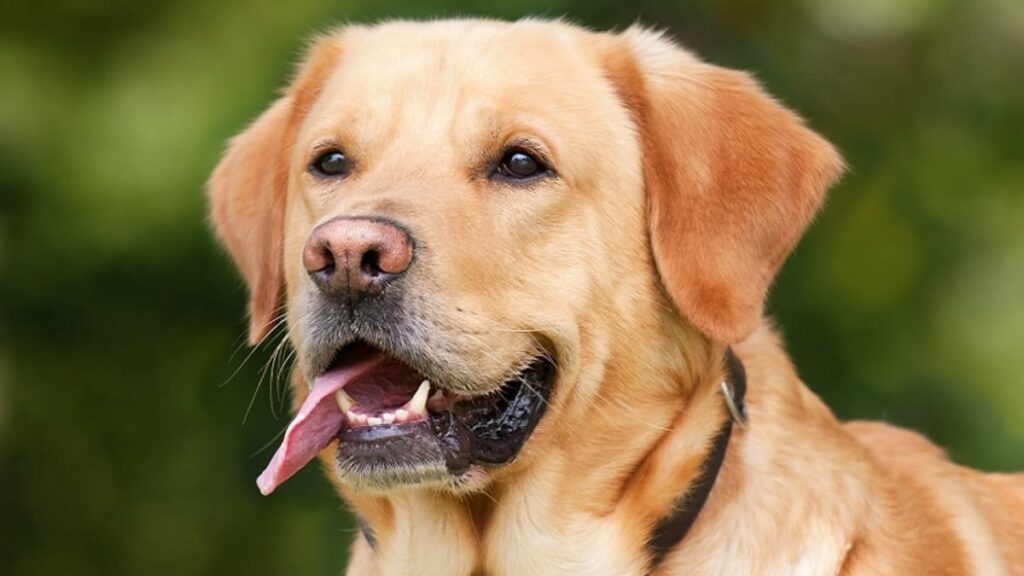 Is CBD Oil Safe for Pets in Hamilton Everything You Need to Know