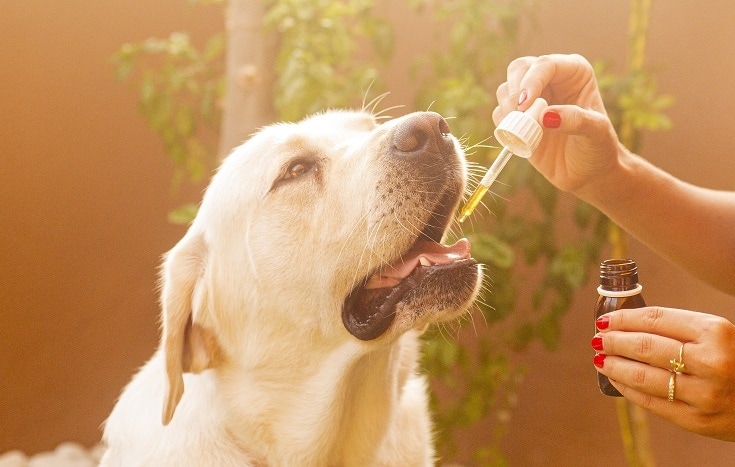 What is CBD Oil and How Does It Work for Pets