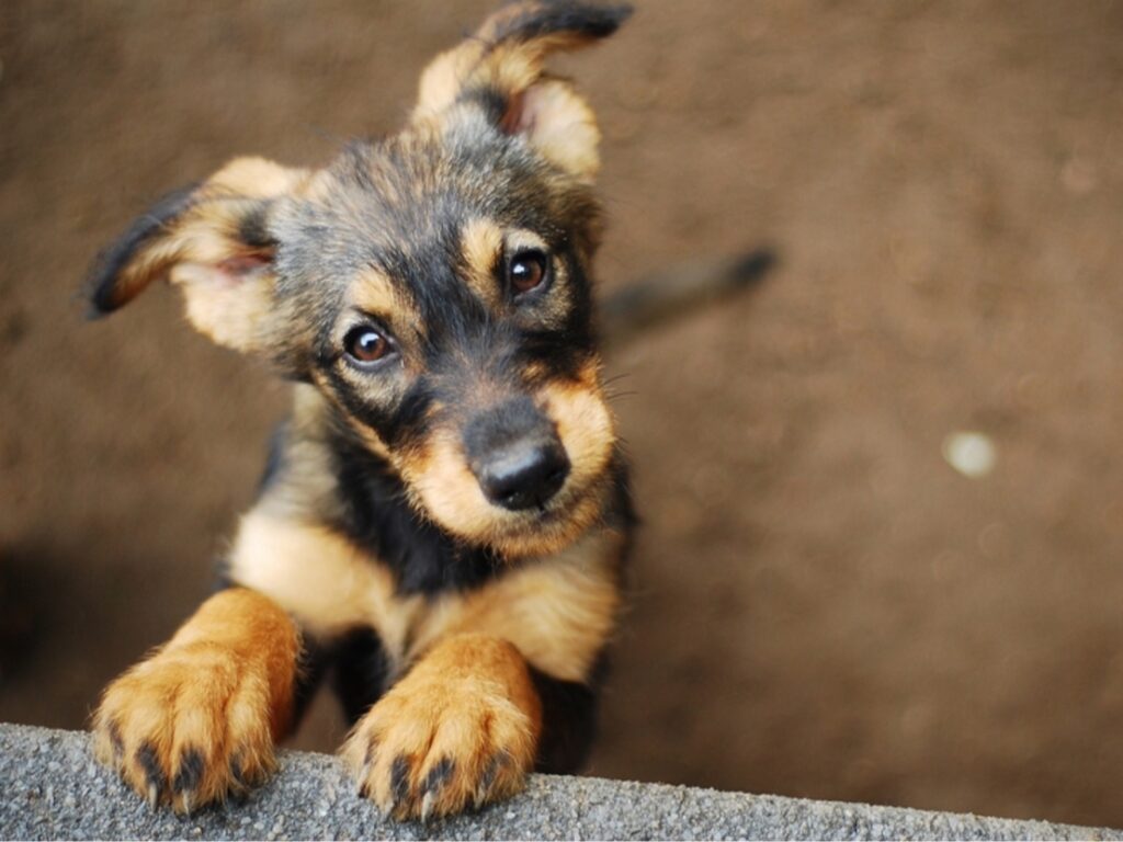 How to Use CBD for Dogs Dosage, Timing, and Administration Tips