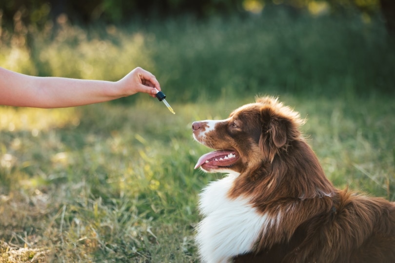 What Is CBD for Dogs