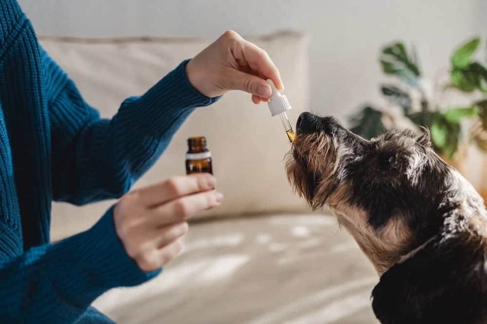 cbd oil for pets guide