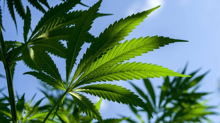 CBD Oil Strength Guide